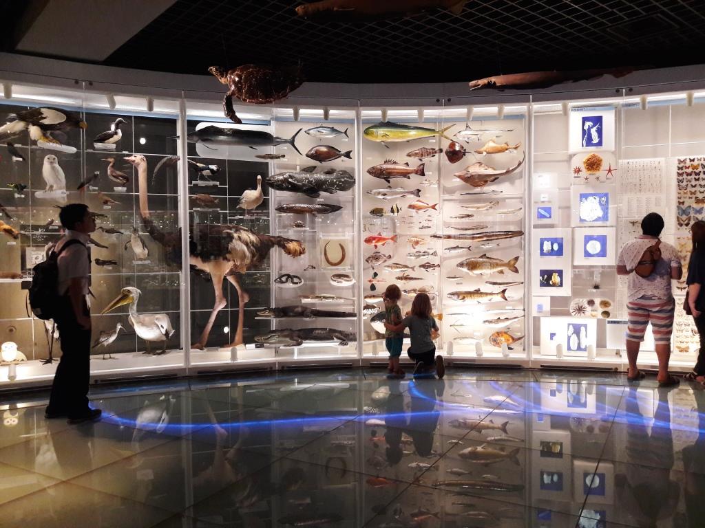 Tokyo National Museum of Nature and Science Ausstellungsraum