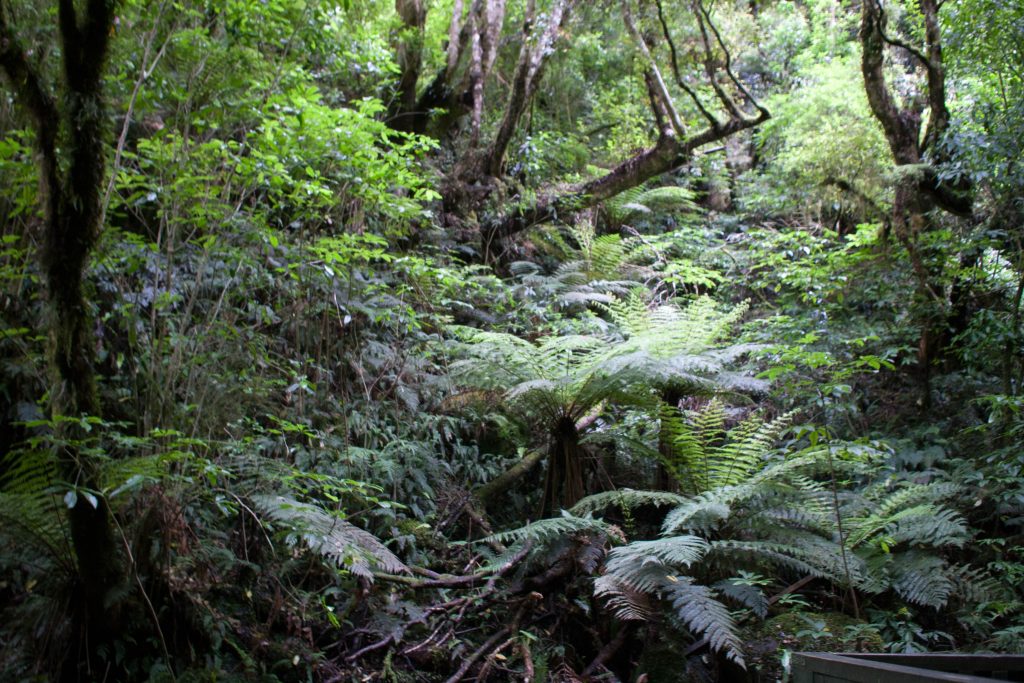 Catlins Regenwald Dickicht