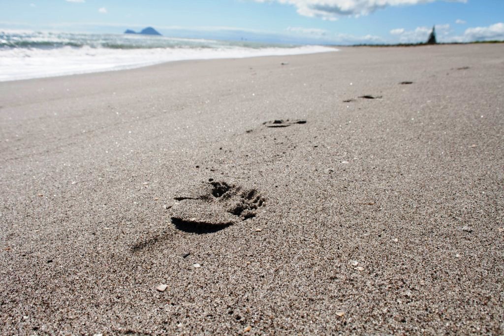 Freedom Camping Neuseeland Strand Fußabdrücke Matata