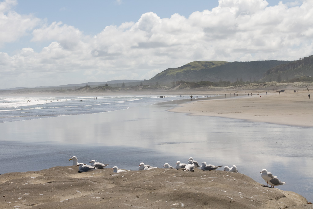 Muriwai Beach Gannet Colony