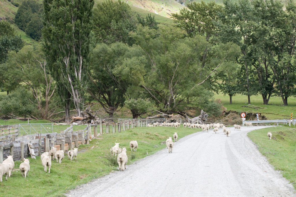 Neuseeland Verkehrsregeln Schafe Gravel Road