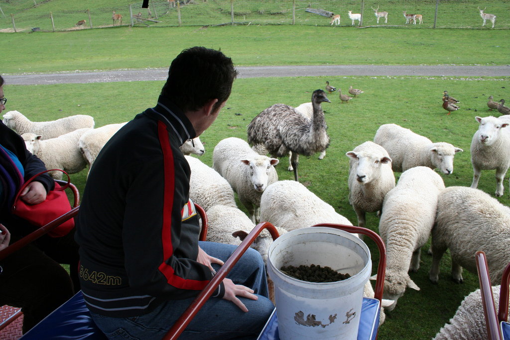 Work and Travel Neuseeland mit Kind Schafe