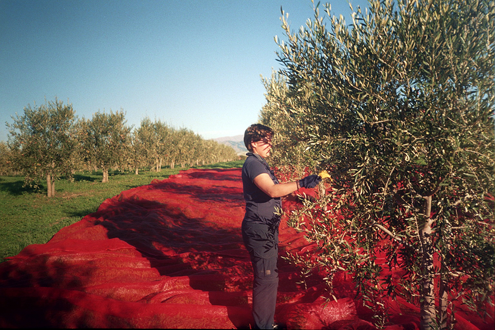 Olivenernte in Neuseeland