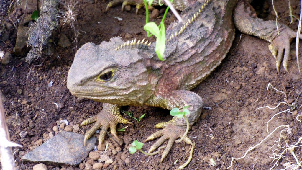 Zealandia Tuatara