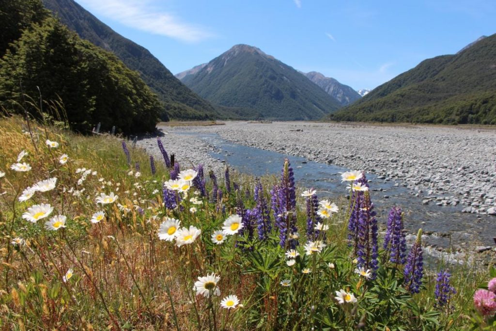 TranzAlpine Arthurs Pass