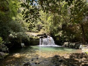 Nelson Brook Waimarama Sanctuary
