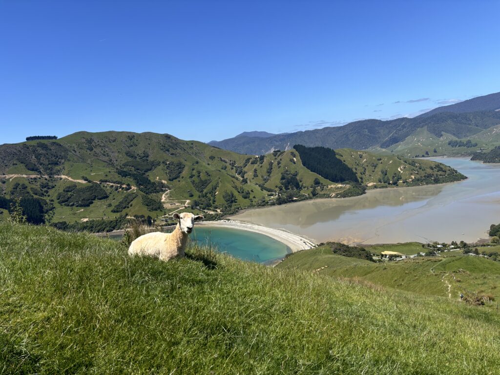 Nelson mit Kindern erleben: Insider-Tipps für den "Mittelpunkt Neuseelands" 40 Nelson mit Kindern Cable Bay