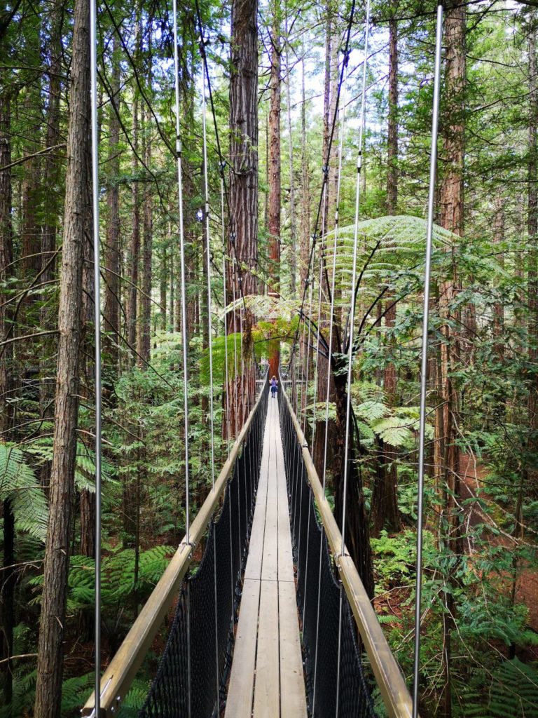 Rotorua Redwood Forest Treetop Walk