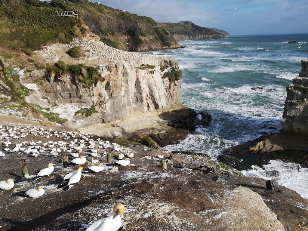 Muriwai Beach Tölpel Kolonie