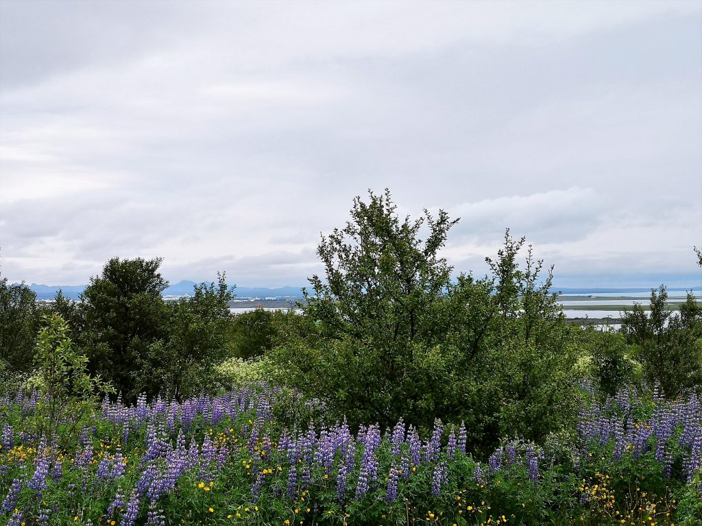 Island Reykjavik