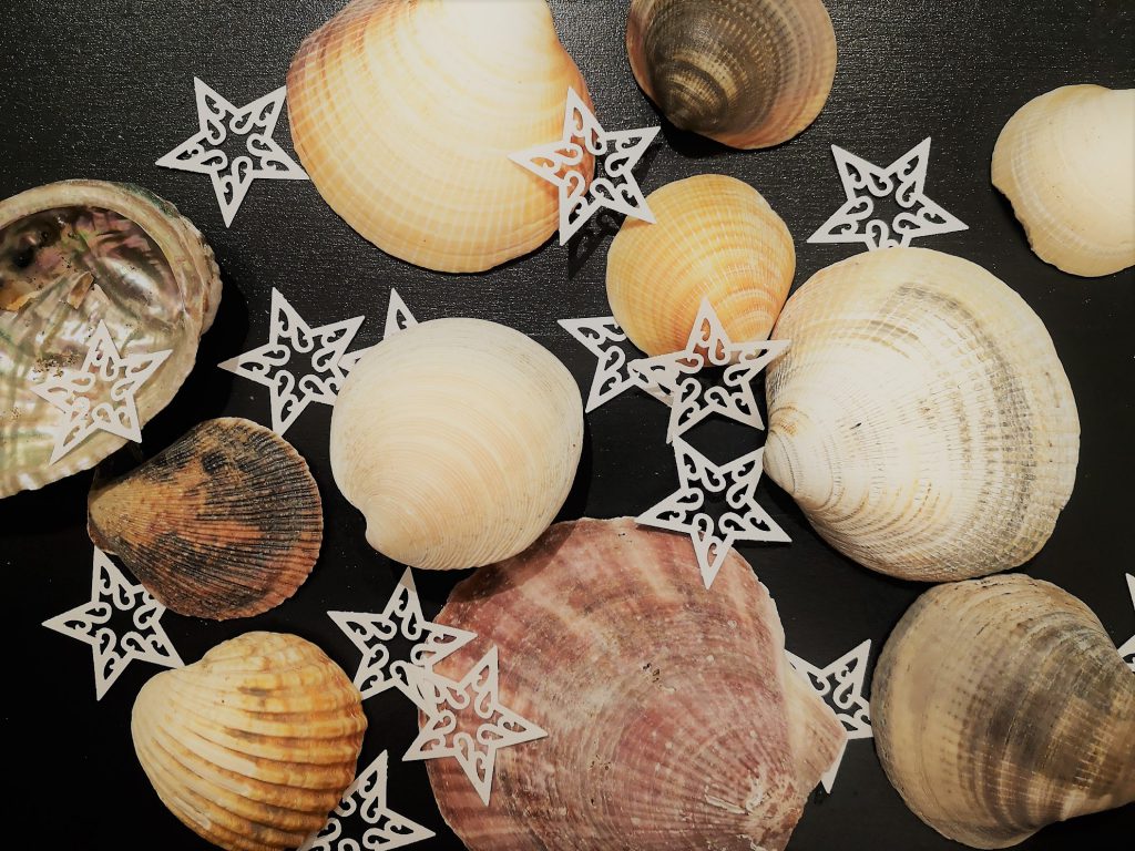 Neuseeland Adventskalender Muscheln