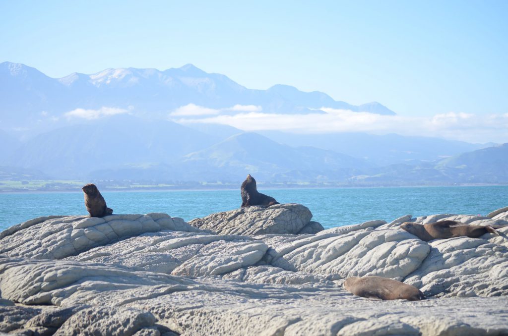 Seal in Kaikoura