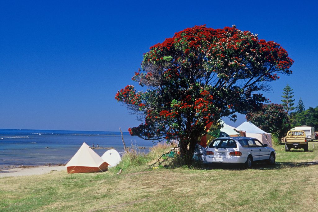 Gisborne, die unterschätzte Stadt im Osten: Insider-Tipp (nicht nur) für Familien 6 Camping Pohutukawa Gisborne