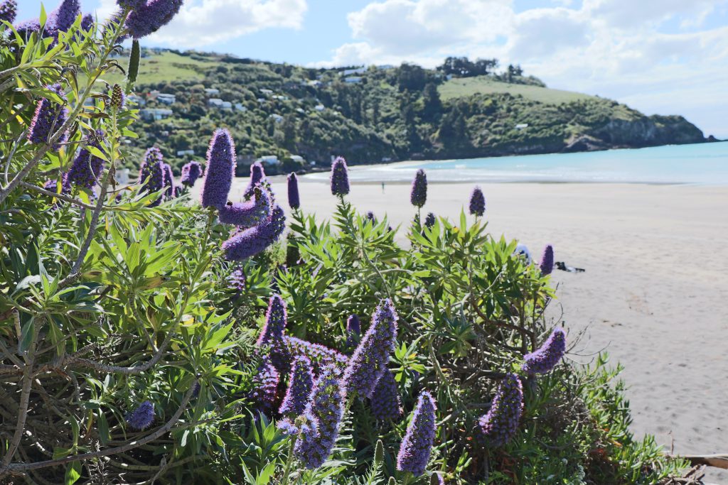 Januar 2019: Neuseeland-News, Blogschau und Monatsrückblick 19 Taylors Mistake Beach Christchurch