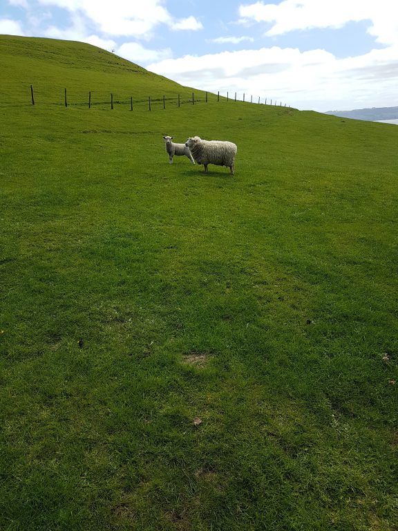 Neuseeland Schafe auf der Weide