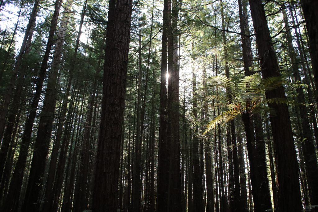 Rotorua Redwoods Forest