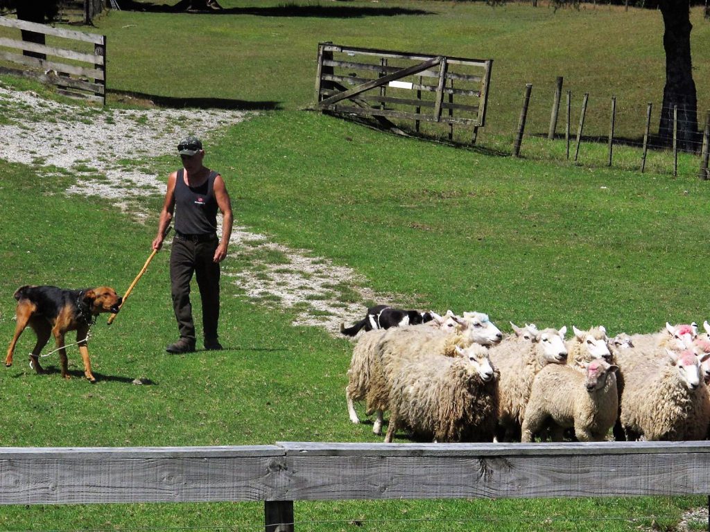 Sheep World Warkworth Show