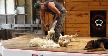 Sheep World Warkworth Show