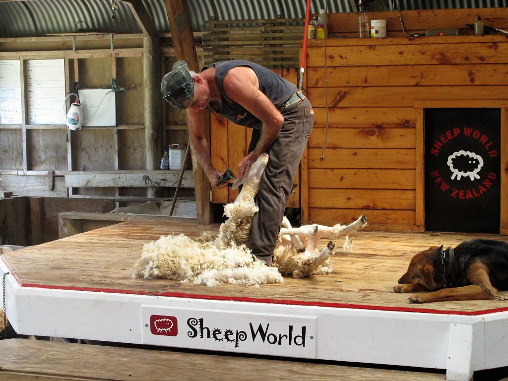 Sheep World Warkworth Show