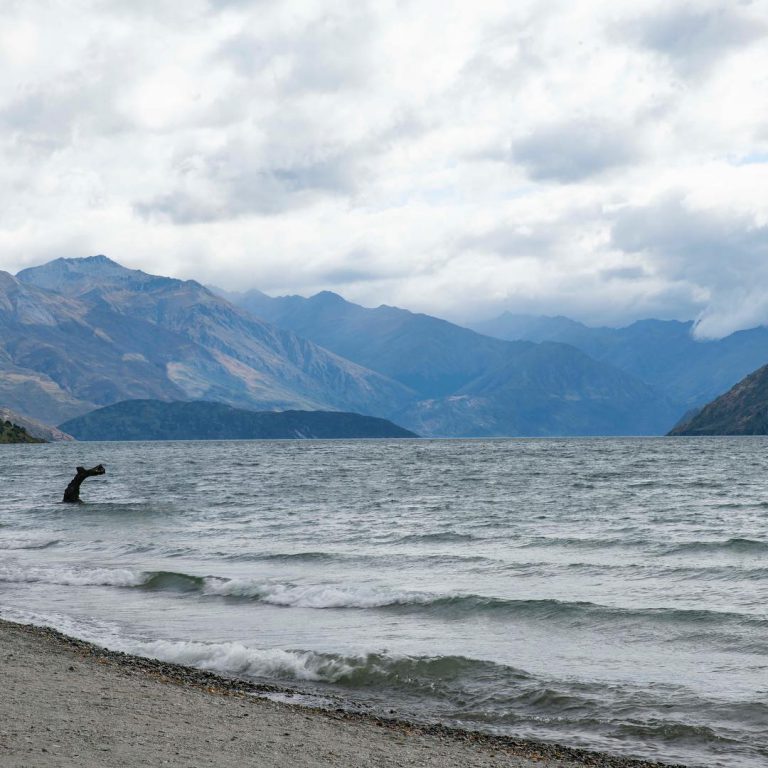 Wanaka Tree CaptureNZ