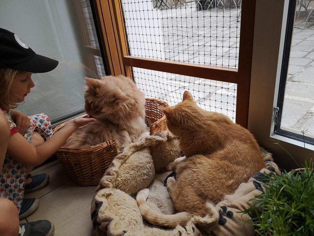 Wien mit Kindern Katzencafé