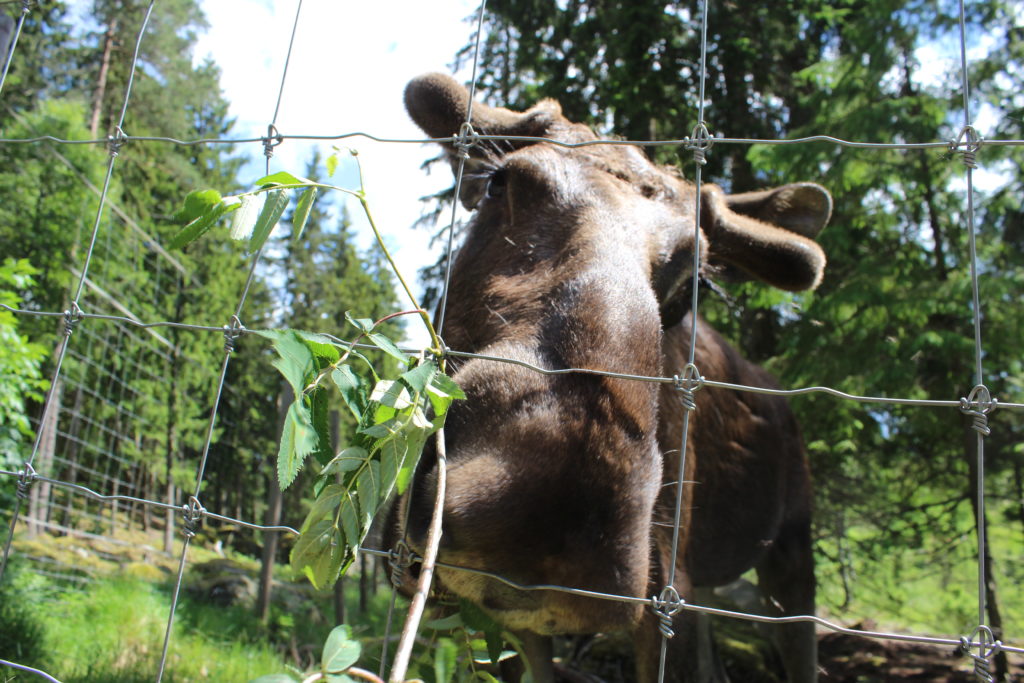 schweden im Sommer elch