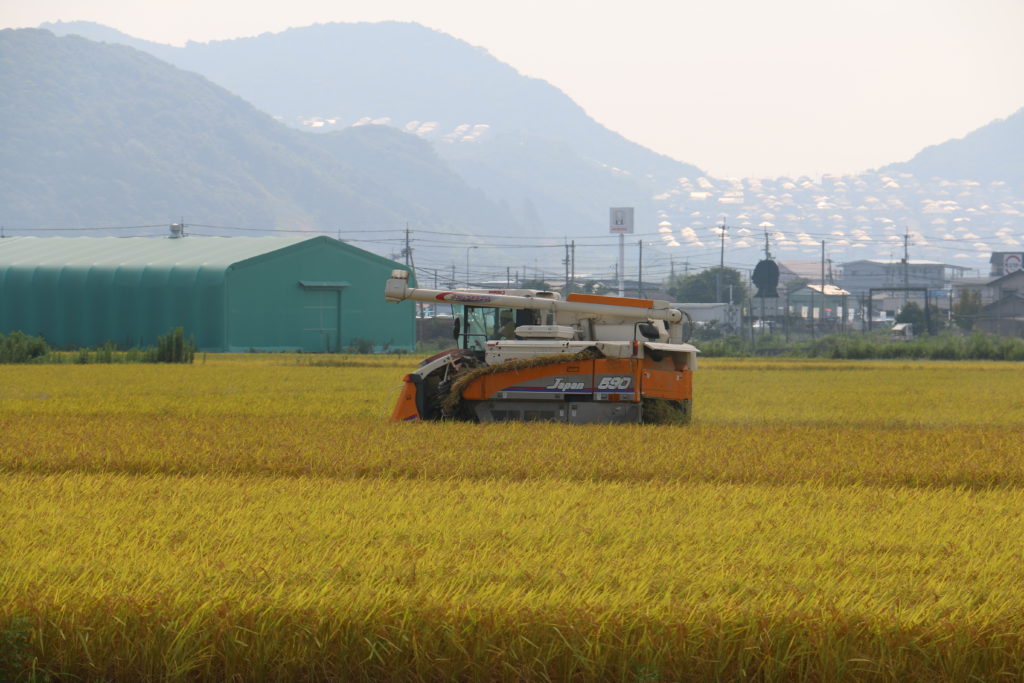 Shikoku Reisfeld