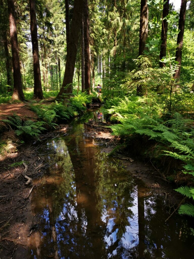 Juni 2019: Neuseeland-News, Monatsrückblick und die Klimakrise 10 Tharandter Wald