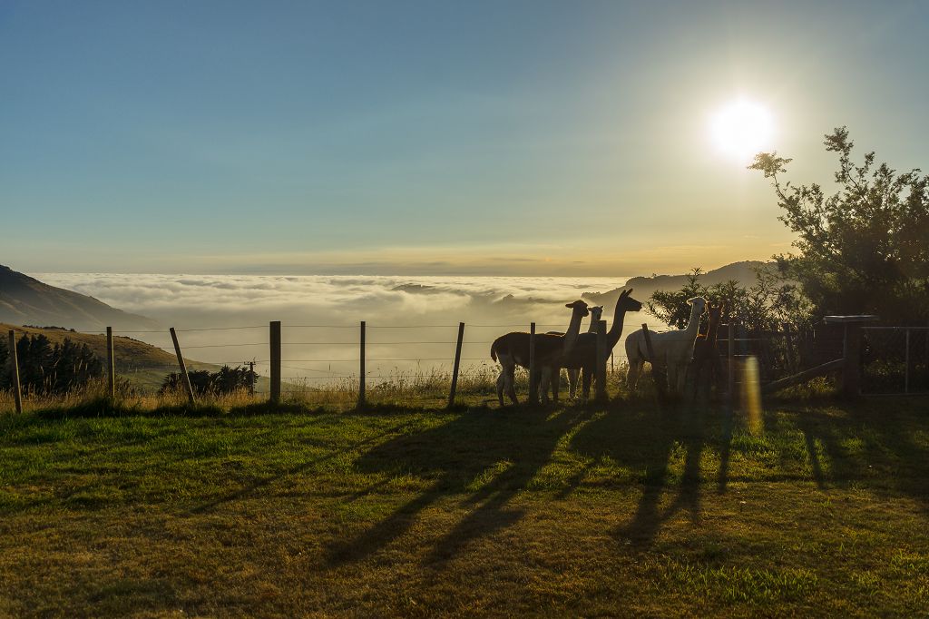 Airbnb in Neuseeland Alpakas