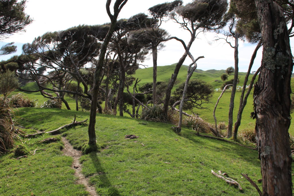 Wharariki Beach