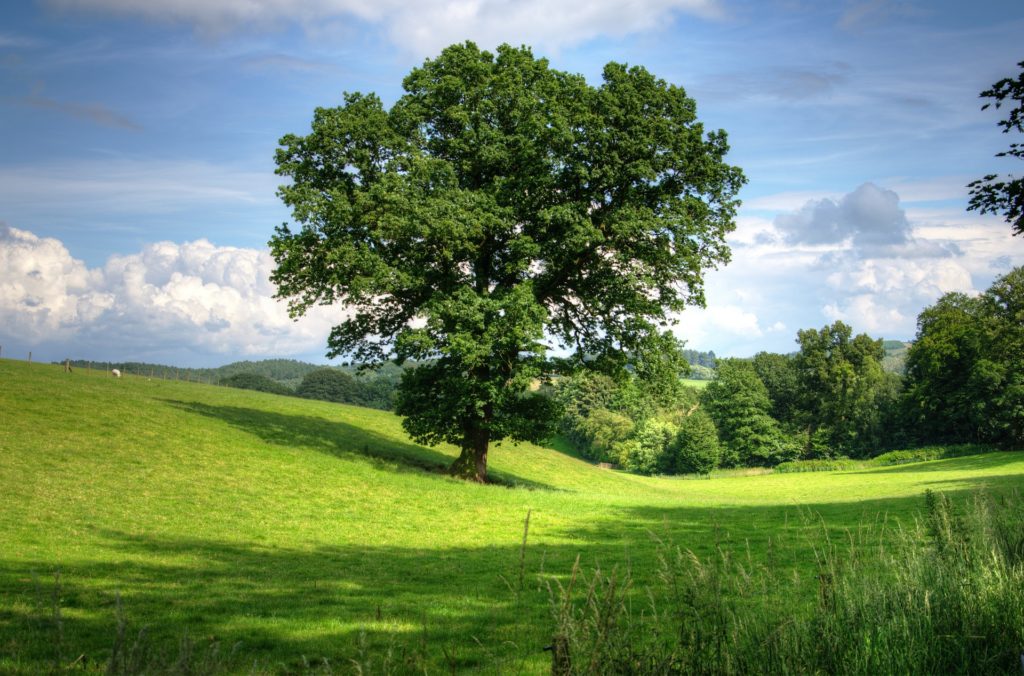 England wie Neuseeland Auenland