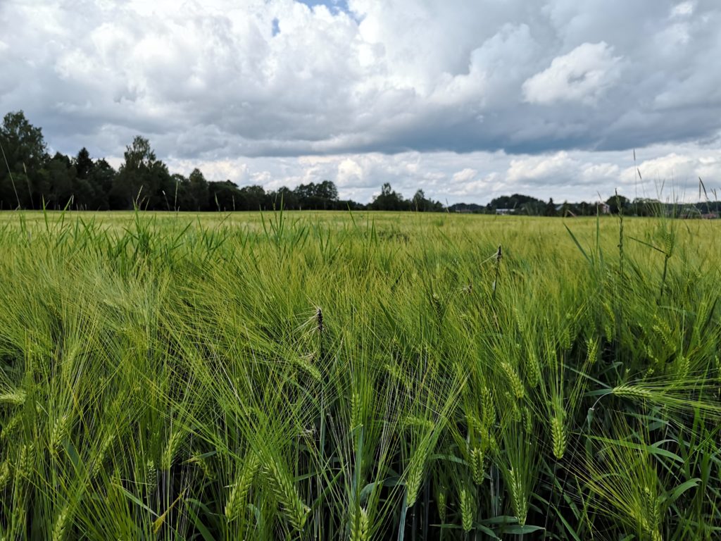 Schweden Hälsingland Haferfeld