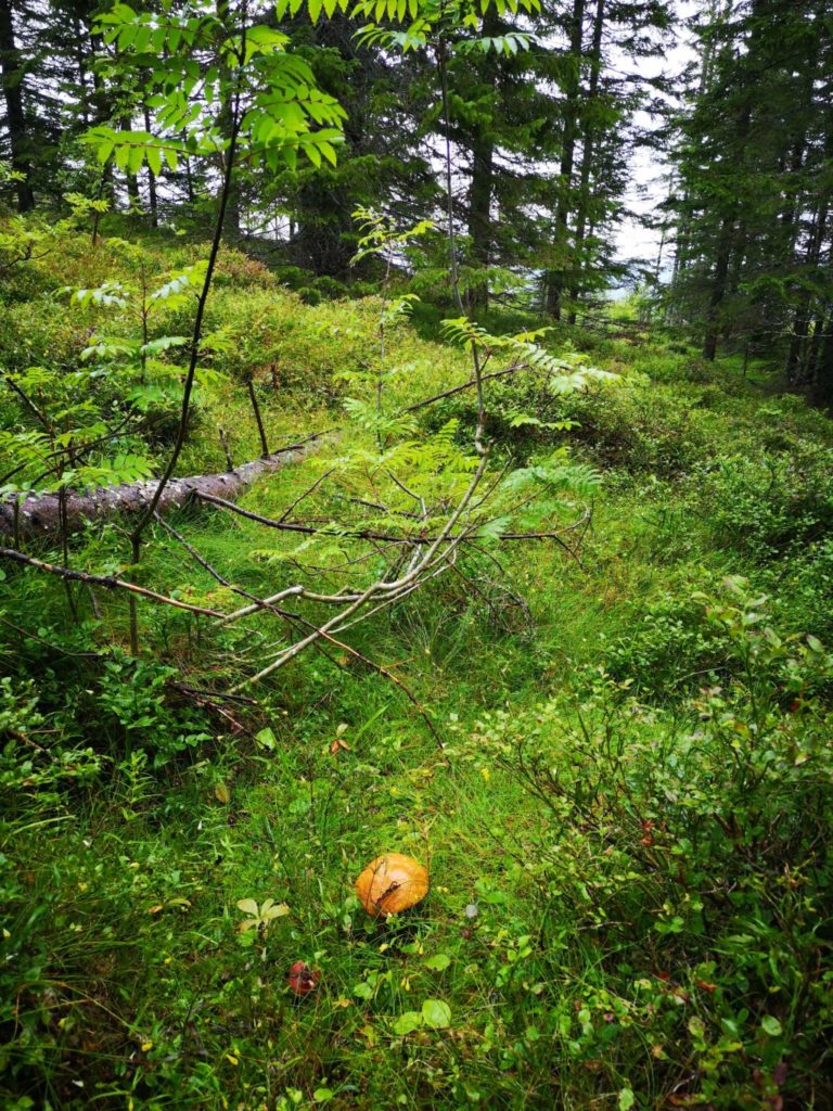 Schweden Hälsingland Wald