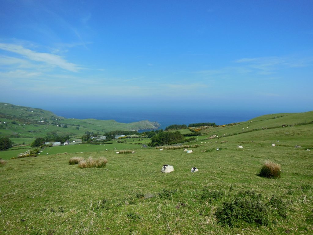 Irland Connemara Schafe