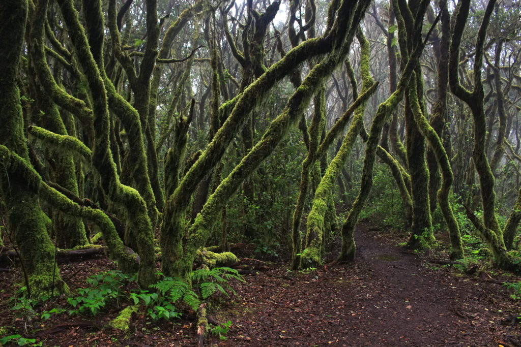 Nebelwald La Gomera