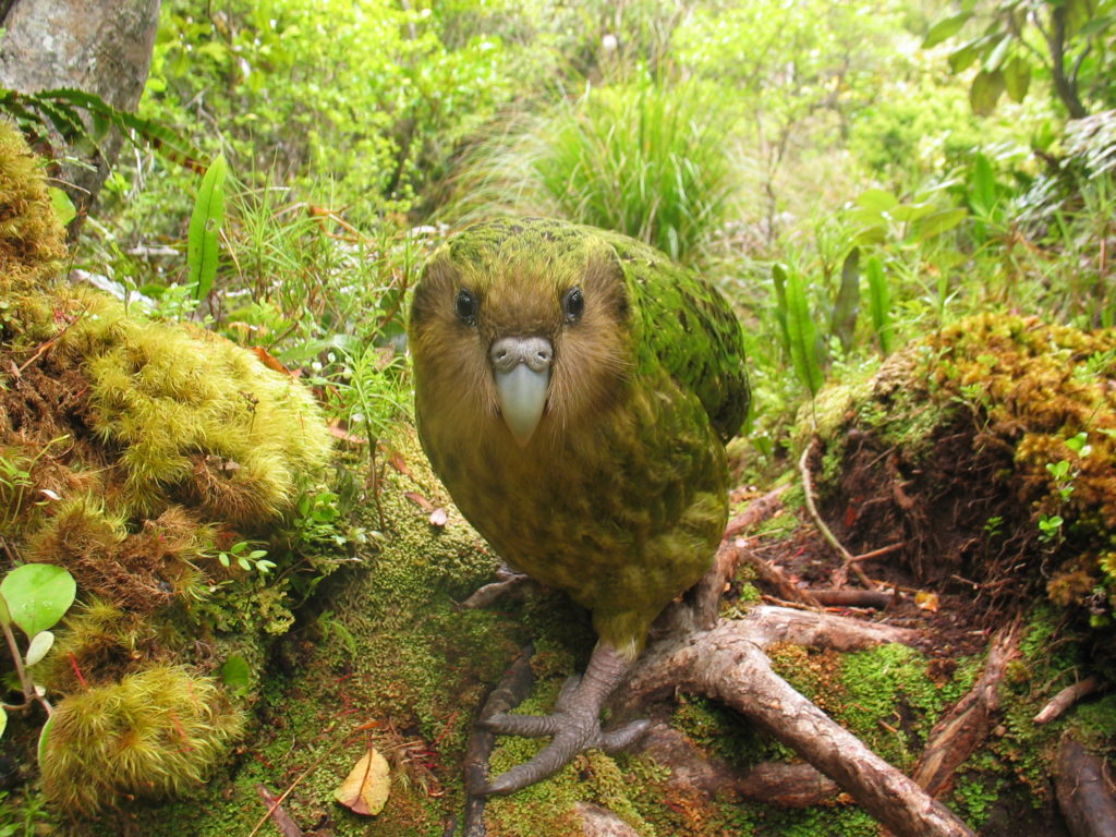 Kakapo-CREDIT-Department-of-Conservation