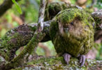 Kakapo Ralph CREDIT Jake Osborne CC-BY-NC 2.0