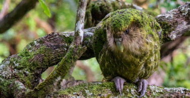 Kakapo Ralph CREDIT Jake Osborne CC-BY-NC 2.0