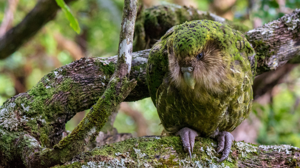 Kakapo Ralph CREDIT Jake Osborne CC-BY-NC 2.0