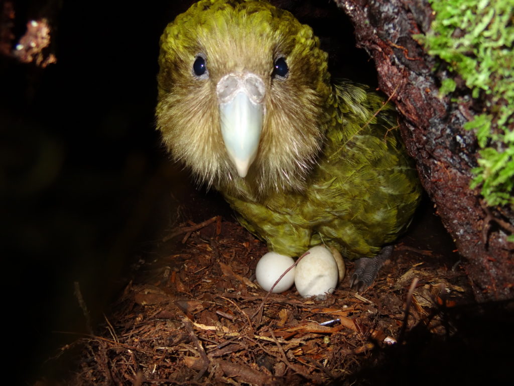 Kakapo Nest Theo Thompson_Kakapo Recovery Program
