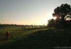 Natur in Dresden Elbwiesen