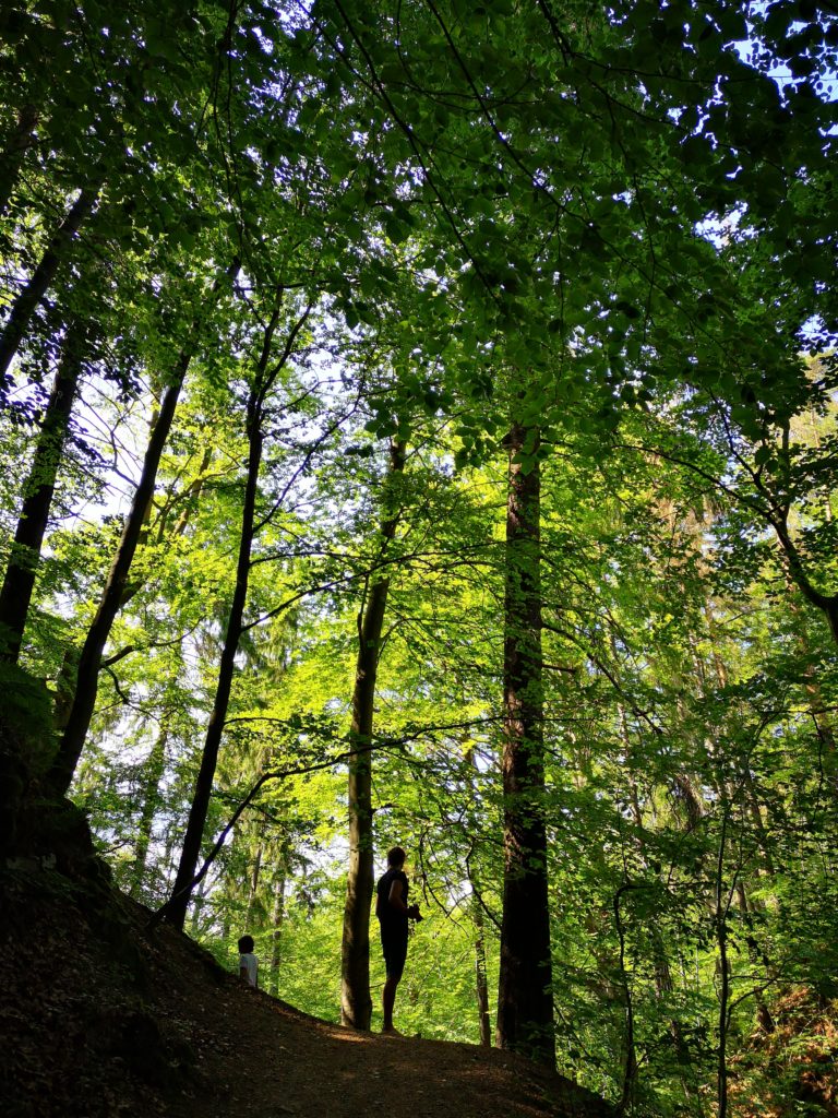 Natur in Dresden