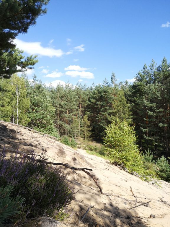 Natur in Dresden: 12 Ausflugsideen trotz Corona 37 Natur in Dresden Heide
