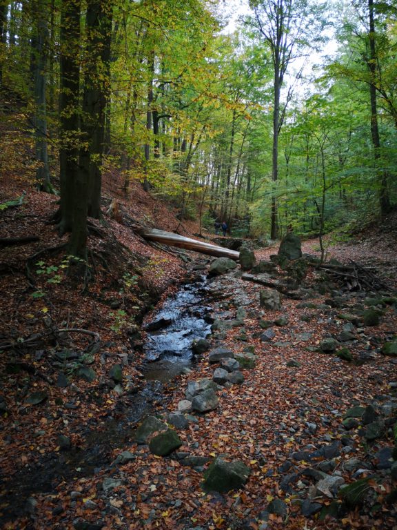 Natur in Dresden Pillnitz