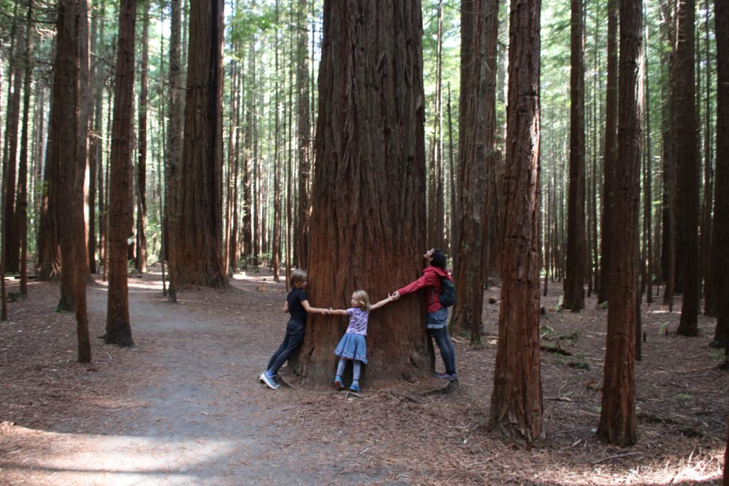 Reisen trotz Corona?! #neuseelandimkopf 16 Rotorua Redwoods