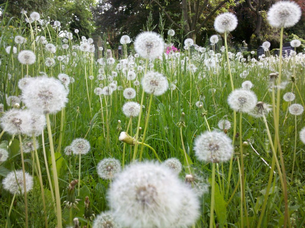 Pusteblumen