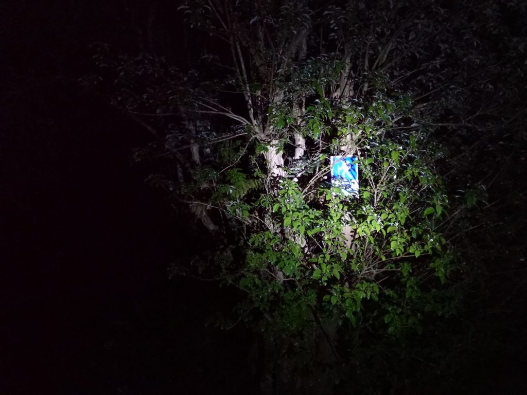 Nacht Regenwald Glowworms