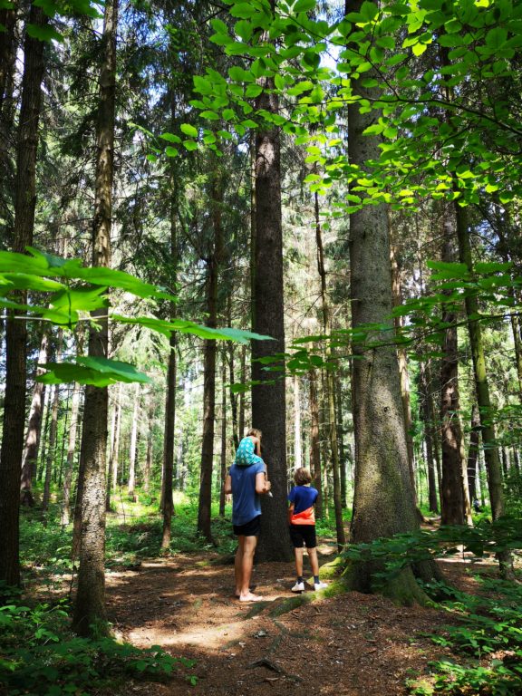 Tharandter Wald Abenteuerpfad