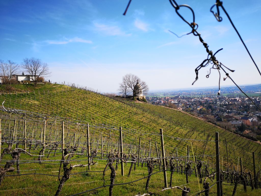 Radebeul Weinberge