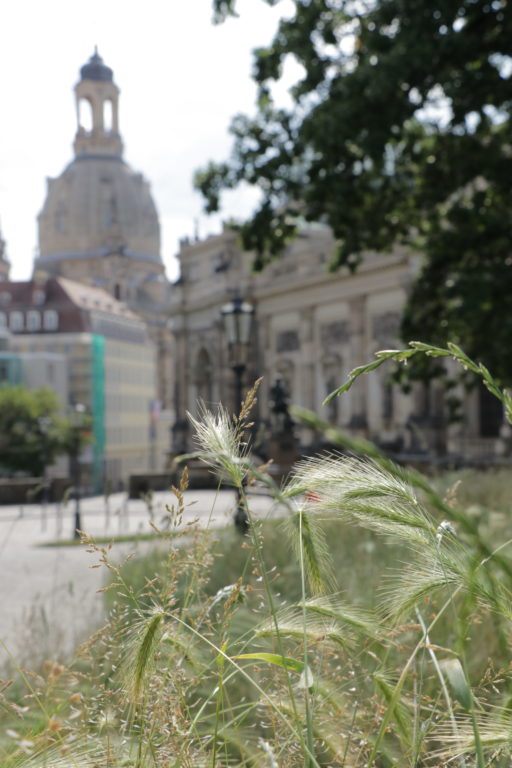 3 Tage in Dresden mit Kindern